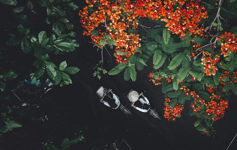 Forest Walk